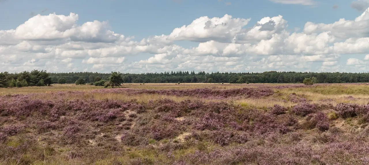 Panorama van de Drentse heide