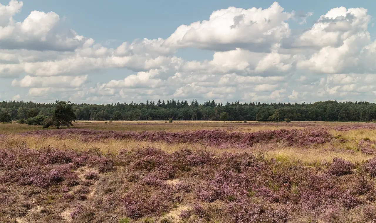 Weids landschap in Drenthe met groene weilanden