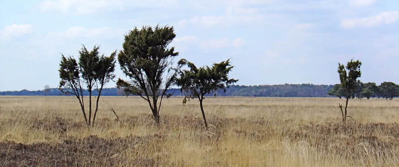 Heidelandschap in Drenthe